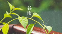 【二十四節(jié)氣灸】谷雨節(jié)氣脾土濕，艾灸降濕濁，脾旺不受邪！